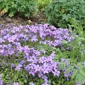 Phlox stolonifera 'Purpurea'